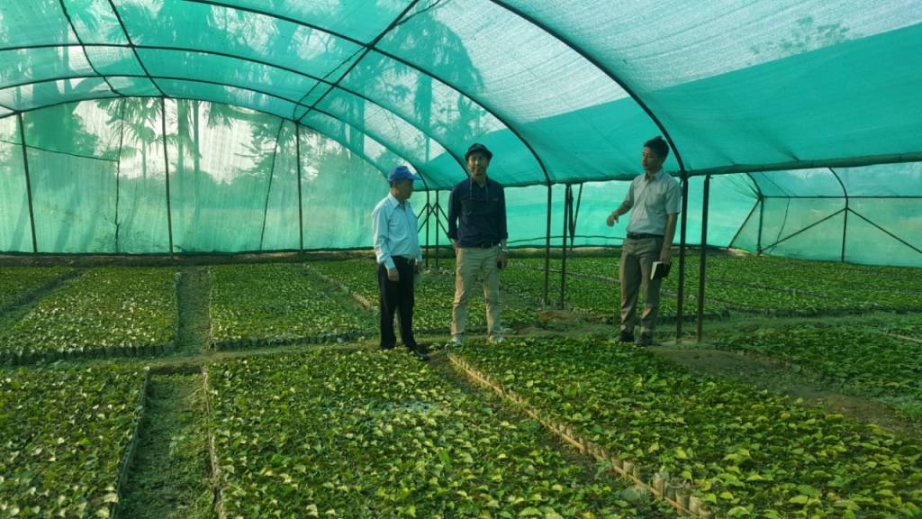 Junge Teepflanzen geschützt vor Wetter in Miao