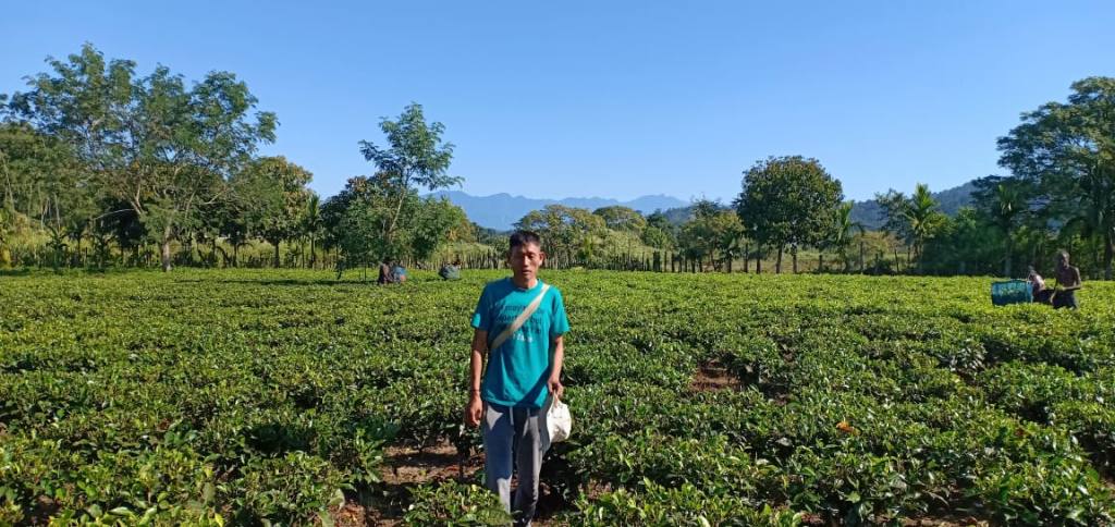 Teepflanzen im Freiland Miao