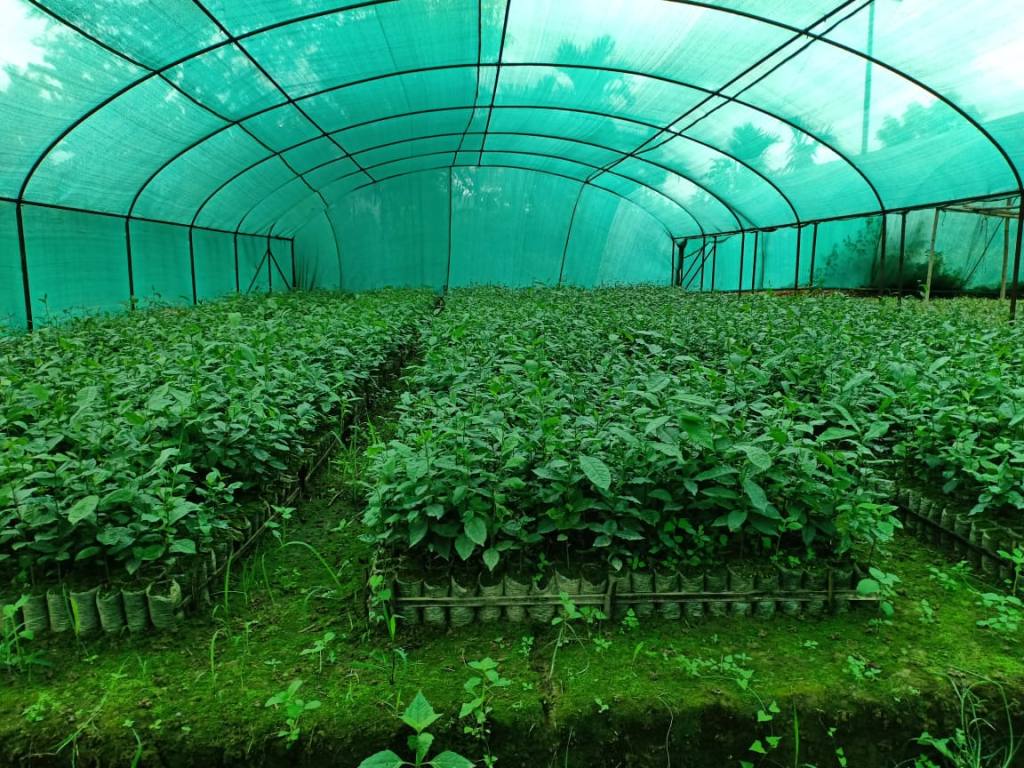 9 Monate alte Teepflanzen auf der neuen Teeplantage in Miao Indien